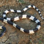 Cara Mencegah Ular Weling Masuk Rumah ular-weling.jpg